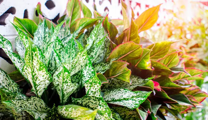 أهم الأنشطة السياحية في أيرلندا